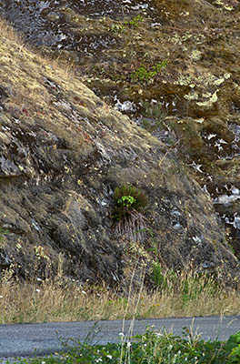 OR: South Coast Region, Coos County, Coast Range, Coquille River Mountains, Burnt Mountain Area [BLM], Coos Mountain, Moon Creek Road, The Big View, A cliff face looms above Moon Creek Rd [Ask for #274.542.]