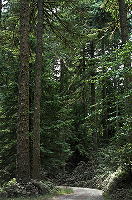 OR: South Coast Region, Douglas County, Coast Range, Elliott State Forest, Northeast Quadrant, FR 7000, This mainline logging road runs through a Douglas Fir forest [Ask for #274.608.]