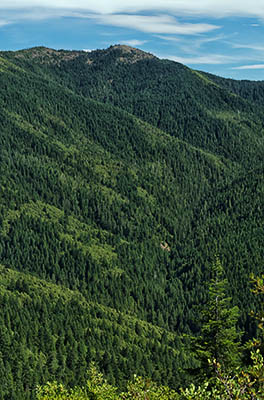 OR: South Coast Region, Curry County, Coast Range, Rogue-Siskiyou National Forest, Bear Camp Coastal Route, Mature Douglas fir forests cover the higher elevations of this notoriously difficult scenic byway [Ask for #274.715.]