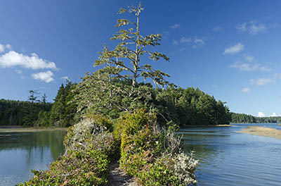 OR: South Coast Region, Coos County, Coos Bay Area, Cape Arago Parks, South Slough National Estuarine Reserve, The Sloughside Trail follows a levee that once impounded Sloughside Marsh as part of early 20th C logging operations, w logging RR pilings on the slough side. [Ask for #274.901.]