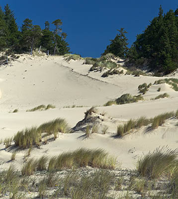 OR: South Coast Region, Coos County, Northern Coastal Area, Jordan Cove Road, Weyerhauser Recreation Site, Weyco Trail, Forests and wetlands are taking over landward areas of this large dune field; this publicly open area is owned by Weyerhauser Corp. [Ask for #274.965.]