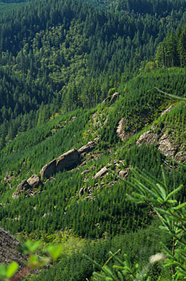 OR: South Coast Region, Coos County, Coast Range, Elliott State Forest, The Ridgetop Drive, FR 1000, The forest road passes briefly through Weyerhauser's Millacoma Tree Farm, as it reaches the ridgeline with views over the clearcut towards large rock outcrops [Ask for #274.A42.]