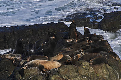 OR: South Coast Region, Coos County, Coos Bay Area, Cape Arago Parks, Cape Arago State Park, Cape Arago Viewpoint, Sea lions on an offshore rock, visible from a paved path that leads northward along cliffs, part of the picnic area [Ask for #276.401.]